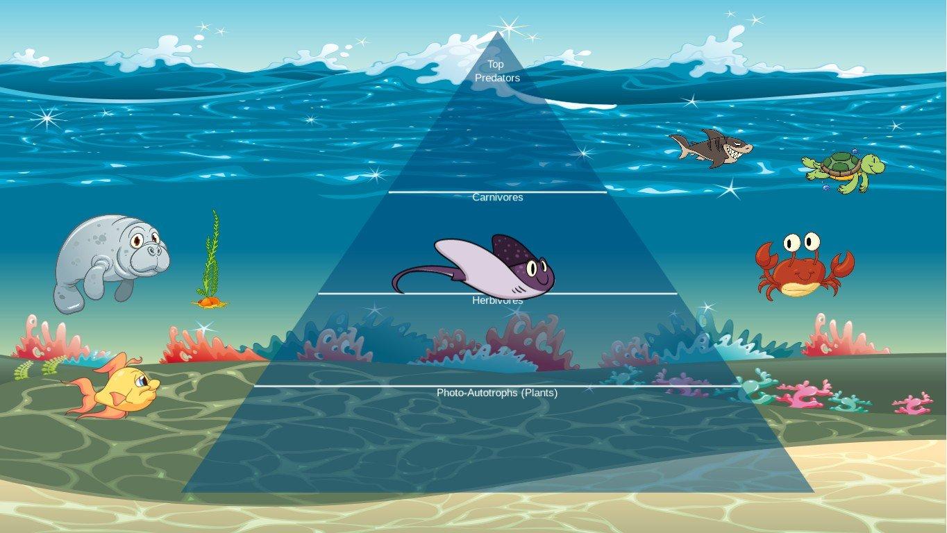 Ocean Ecological Pyramid