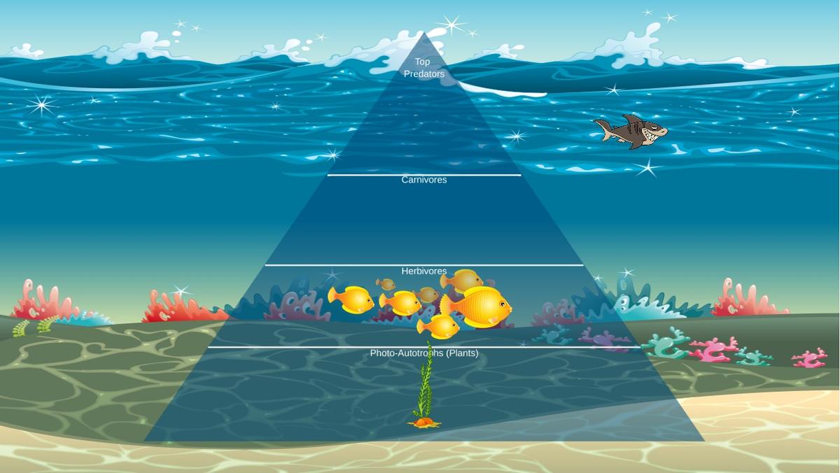 Ocean Ecological Pyramid