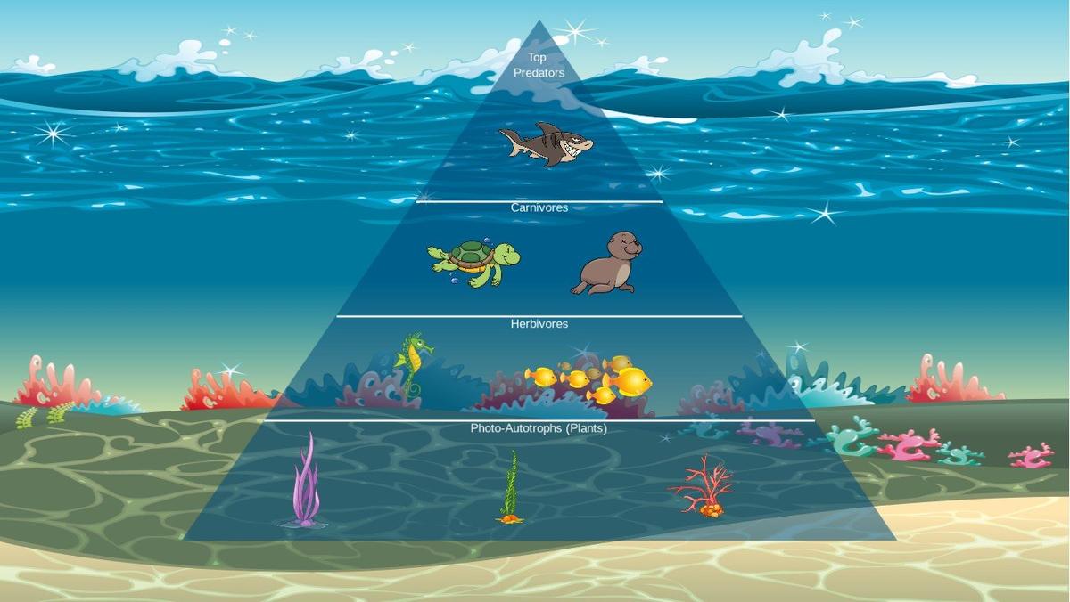 Ocean Ecological Pyramid