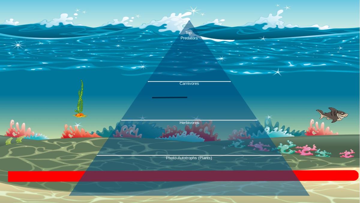 Ocean Ecological Pyramid