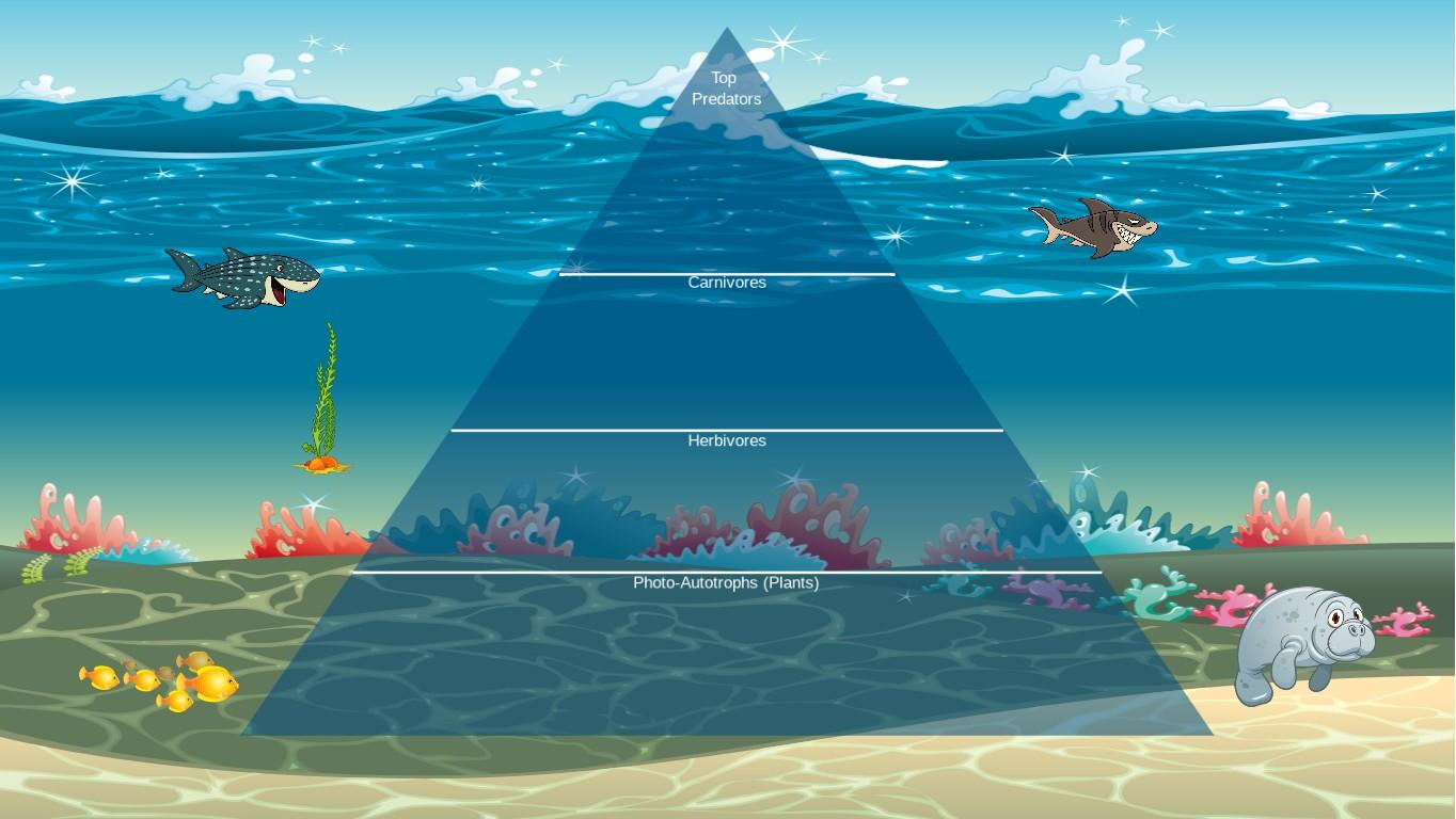 Ocean Ecological Pyramid