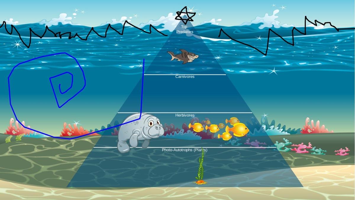 Ocean Ecological Pyramid