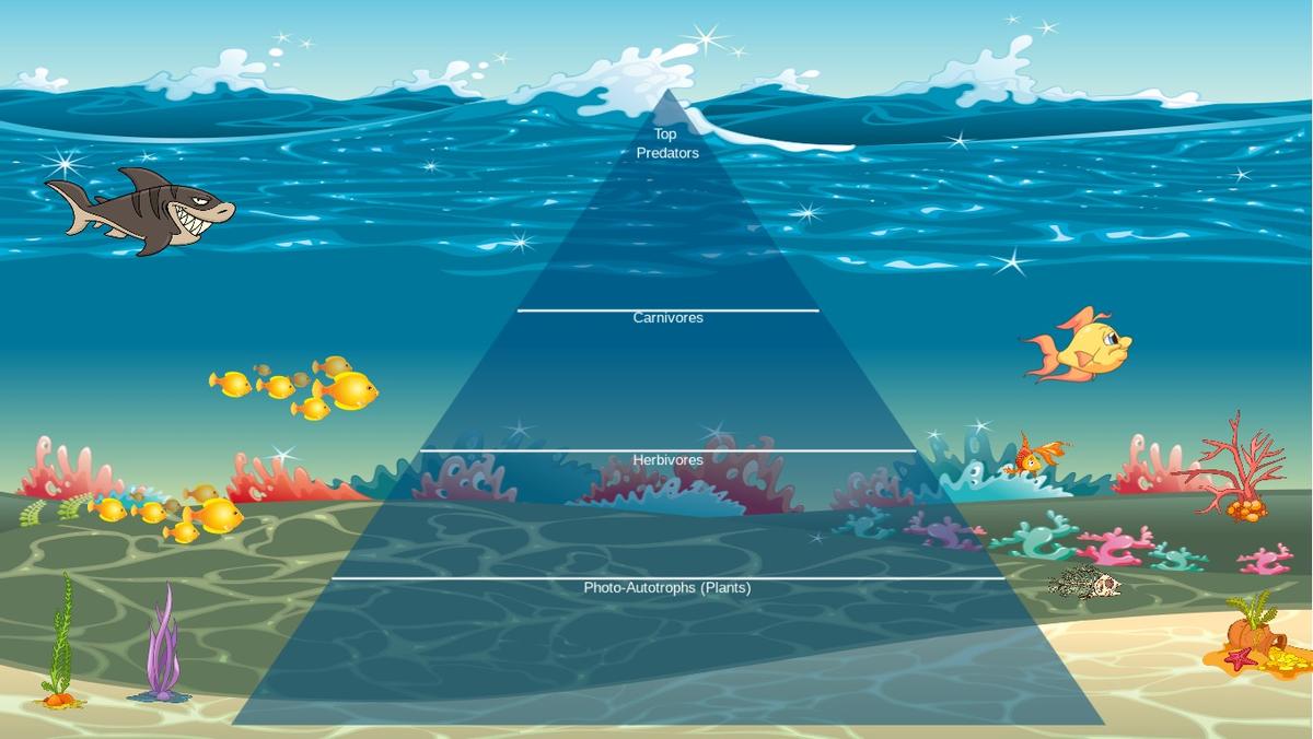 Ocean Ecological Pyramid