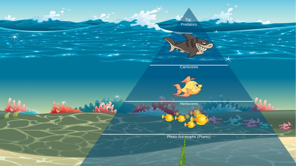 Ocean Ecological Pyramid