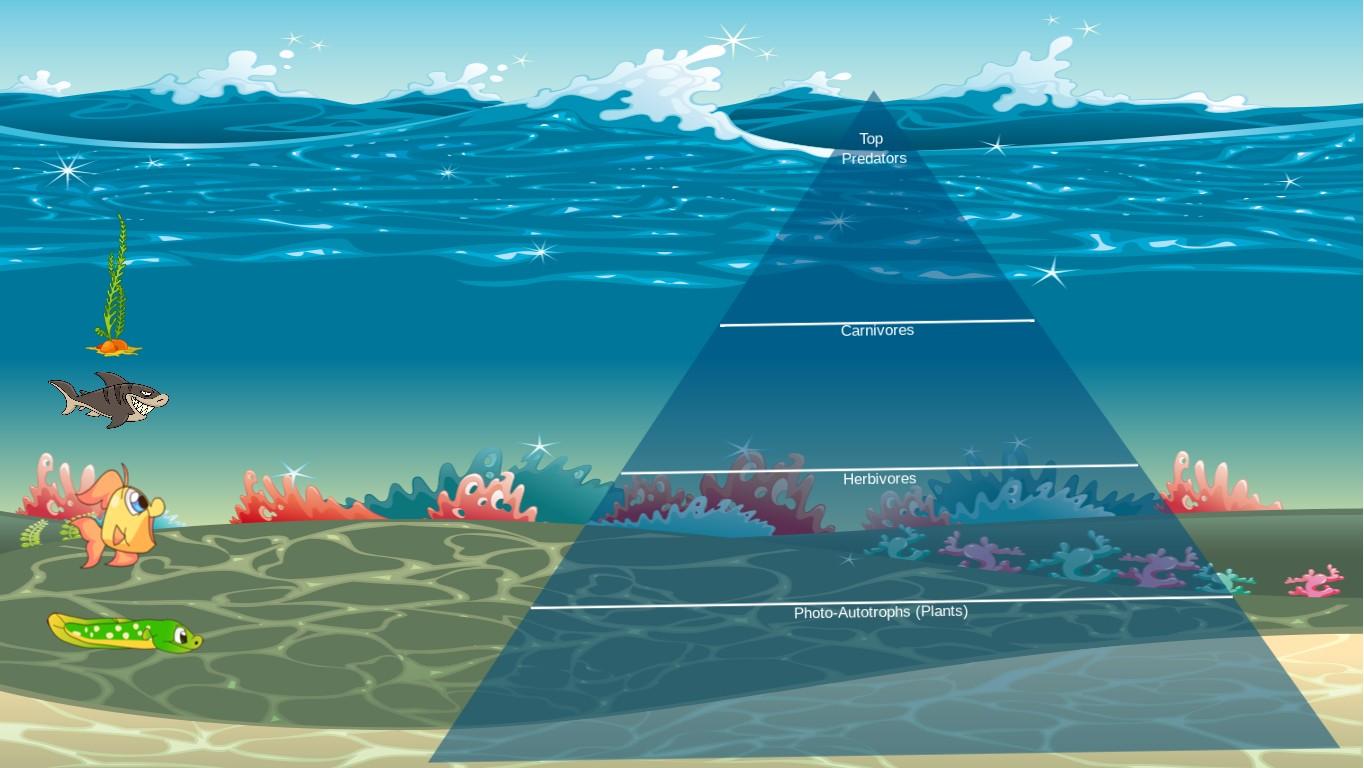 Ocean Ecological Pyramid