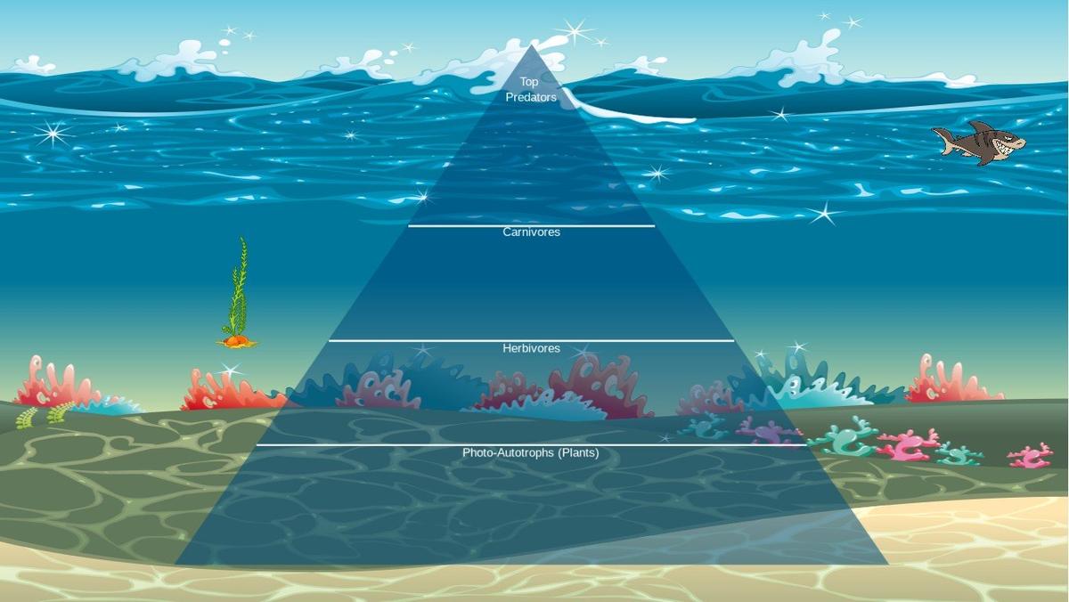 Ocean Ecological Pyramid