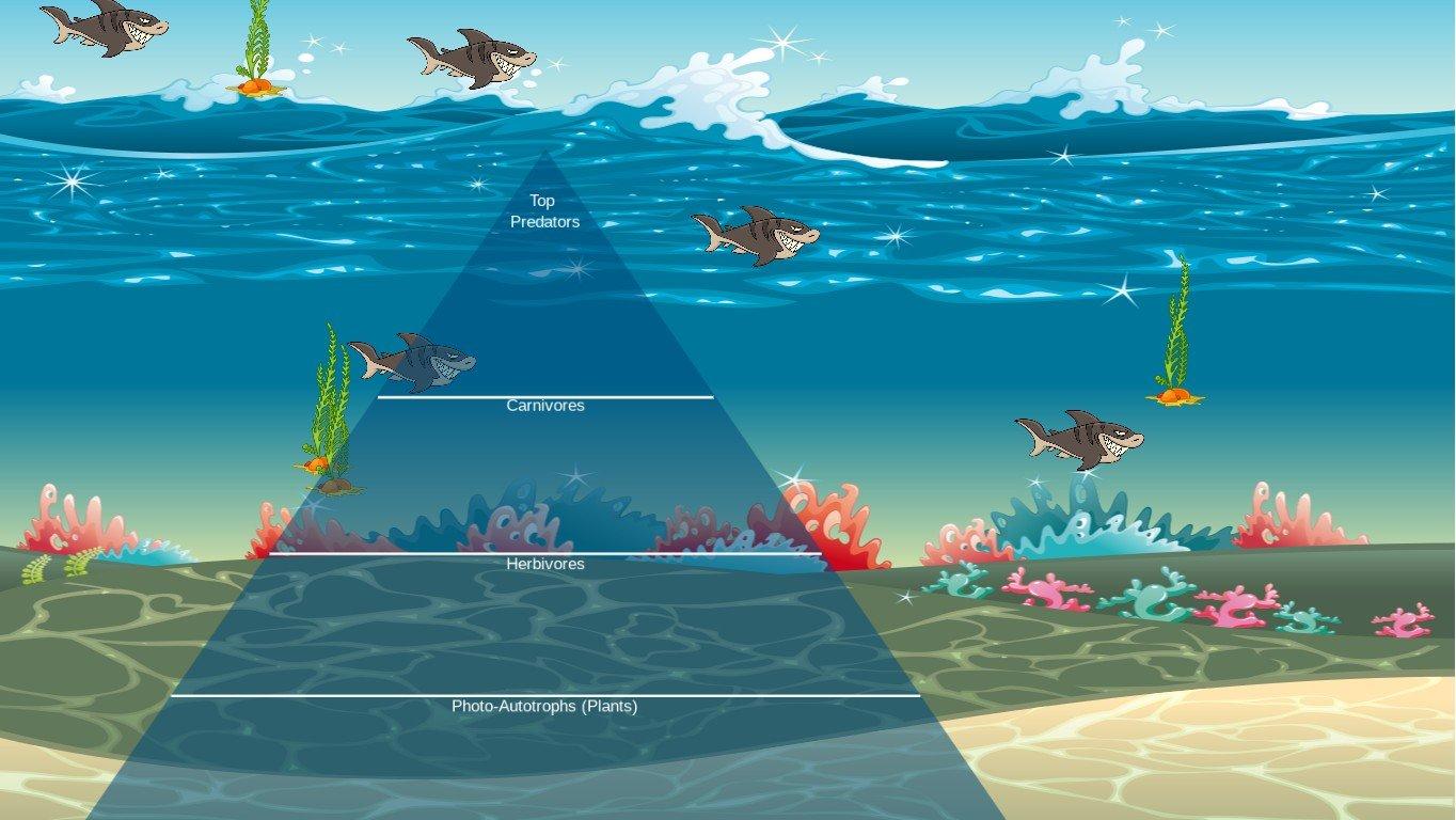 Ocean Ecological Pyramid