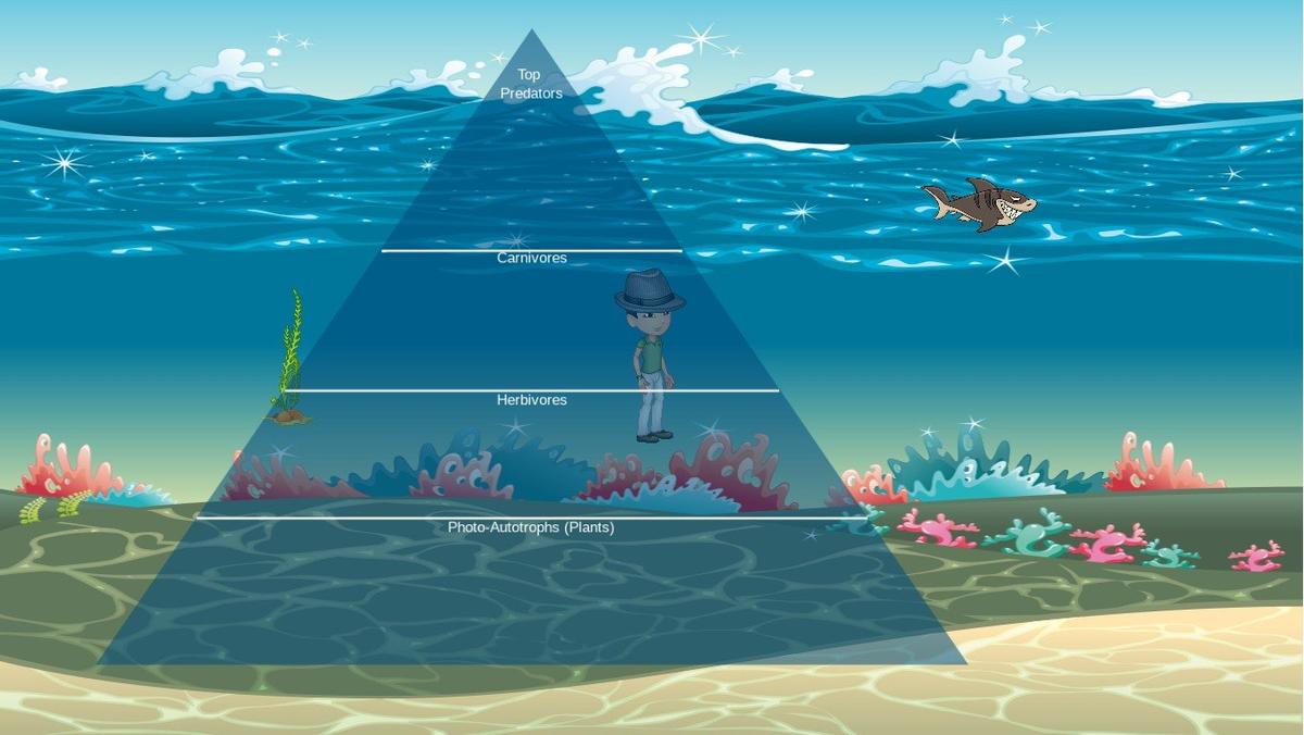 Ocean Ecological Pyramid