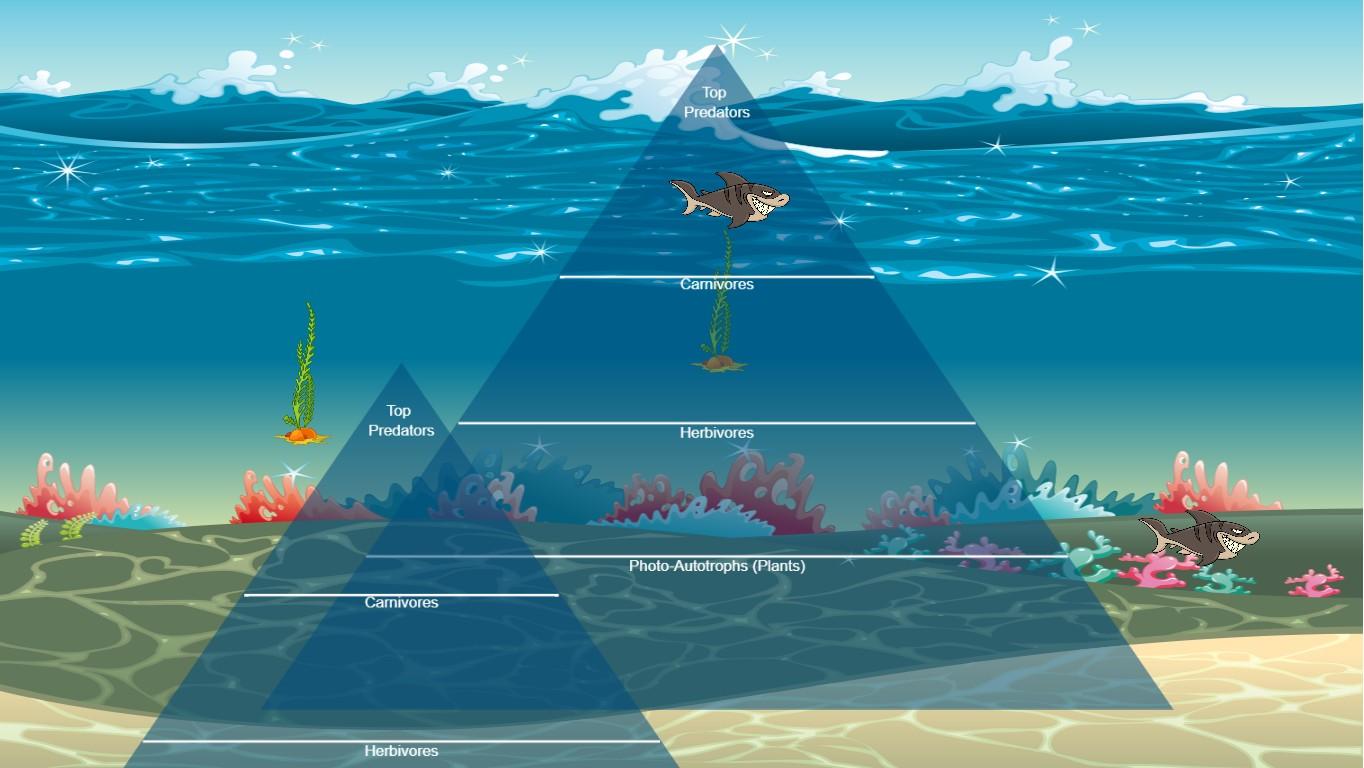 Ocean Ecological Pyramid