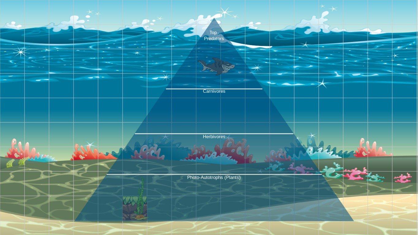 Ocean Ecological Pyramid