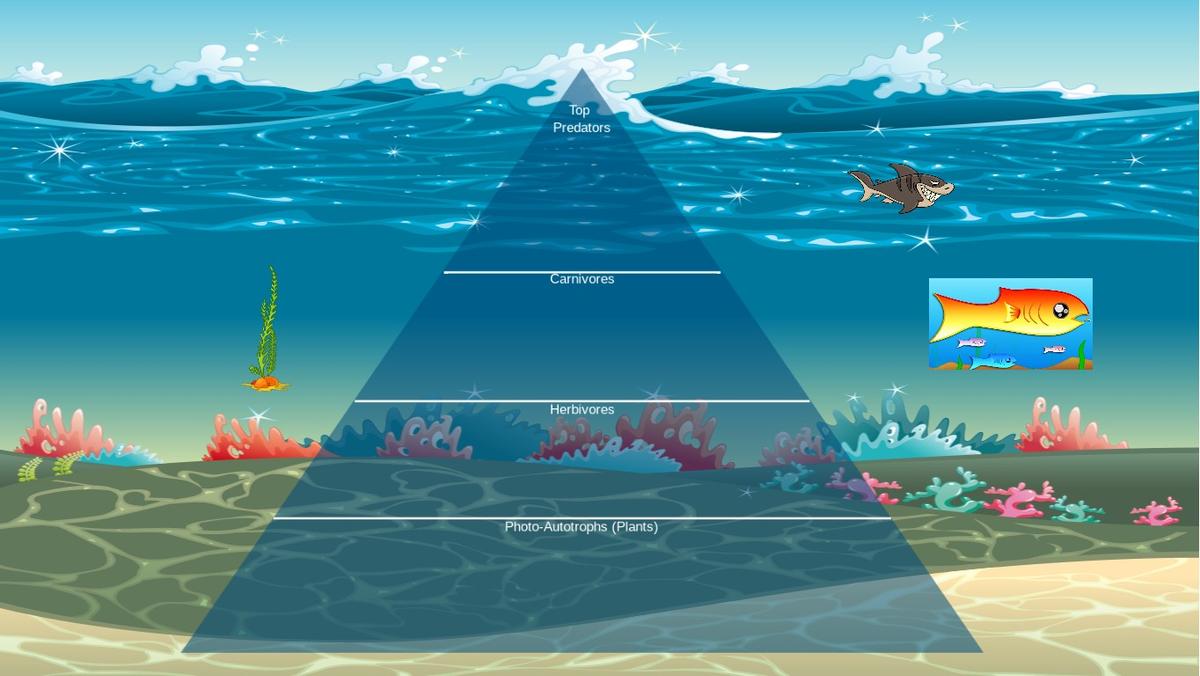 Ocean Ecological Pyramid