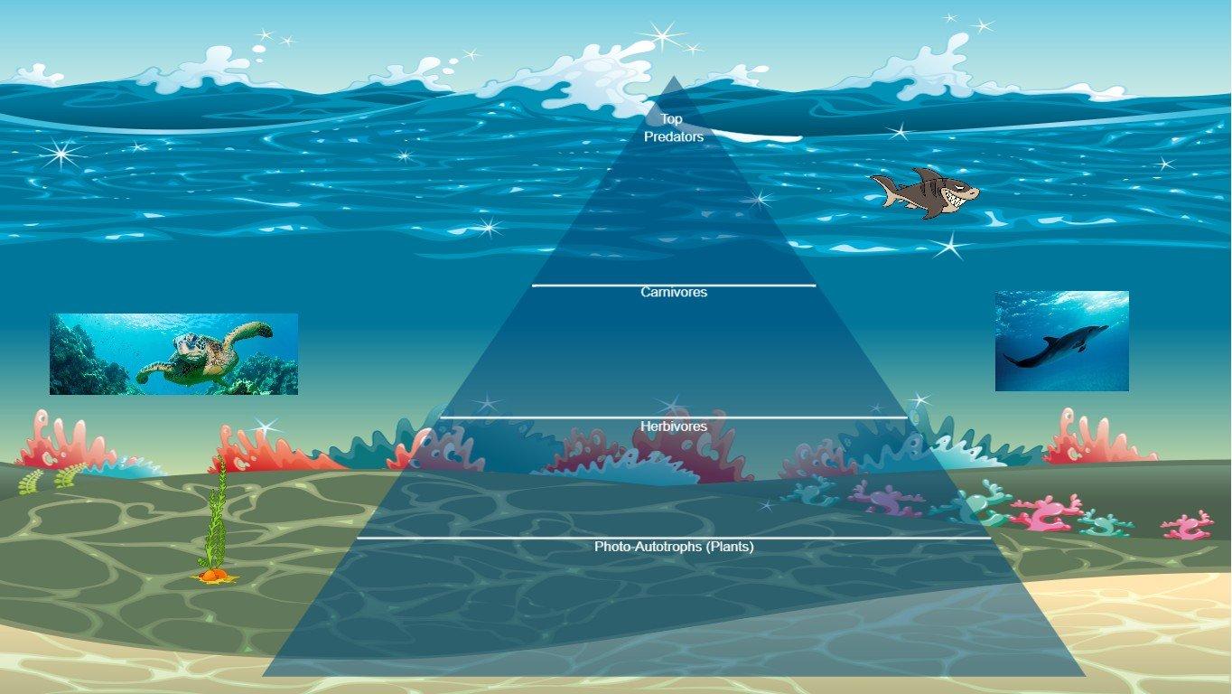 Ocean Ecological Pyramid