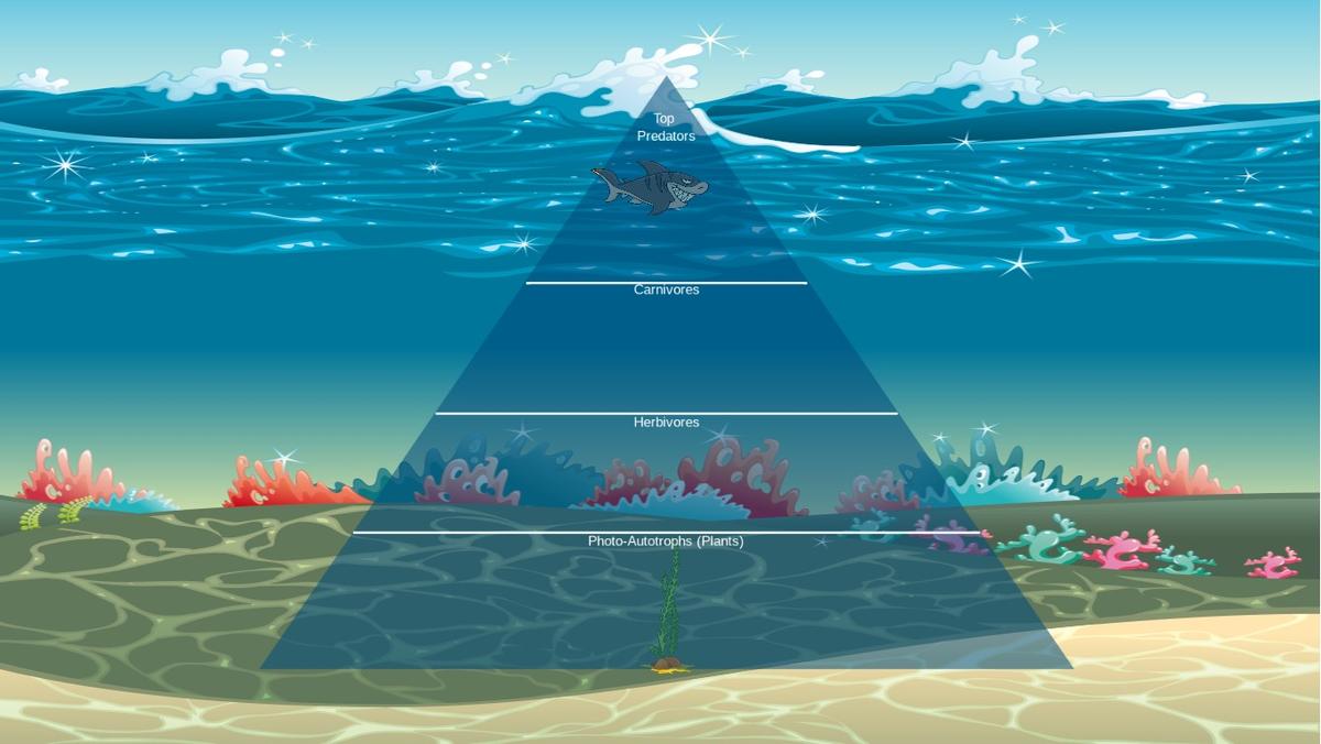 Ocean Ecological Pyramid