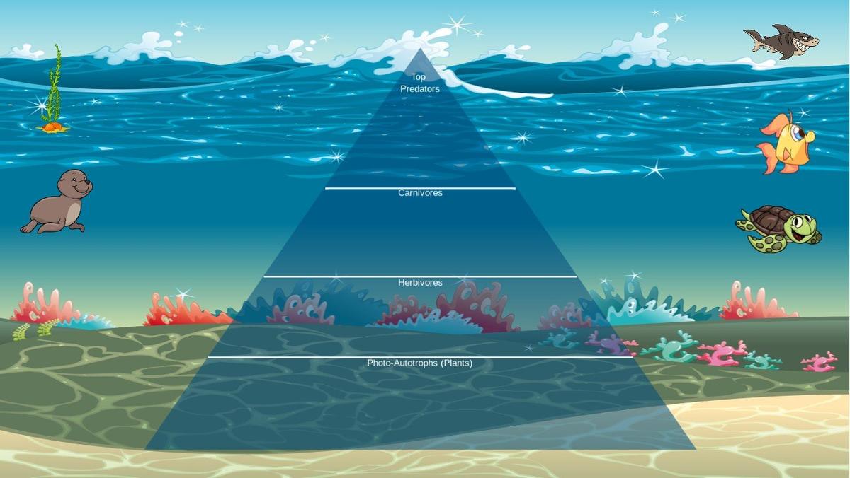 Ocean Ecological Pyramid