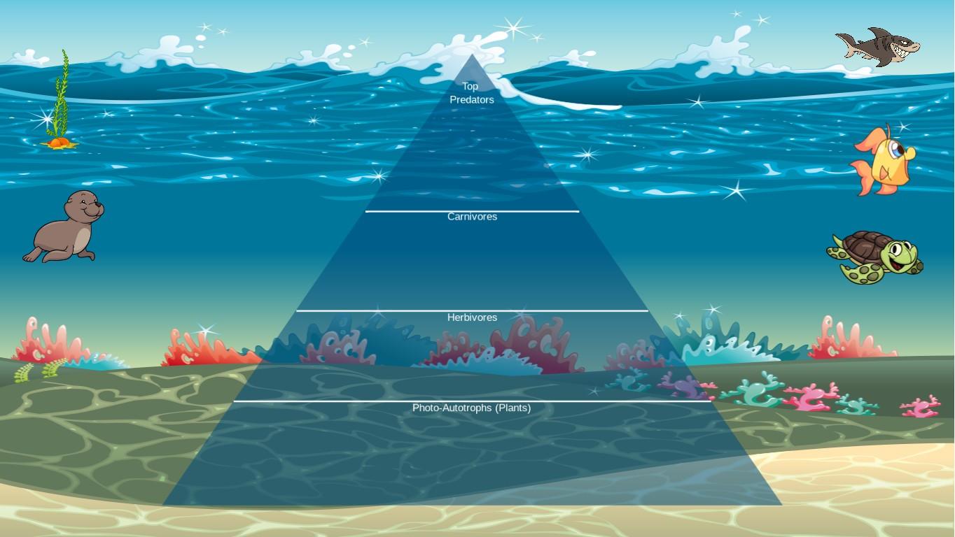 Ocean Ecological Pyramid