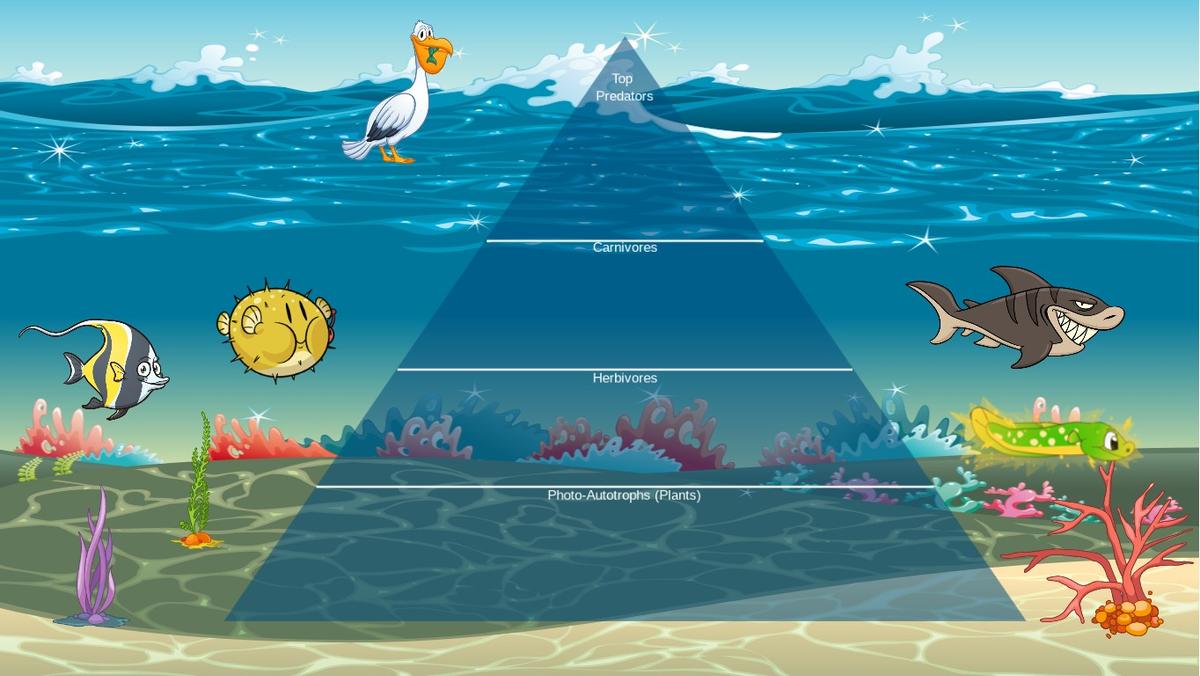 Ocean Ecological Pyramid