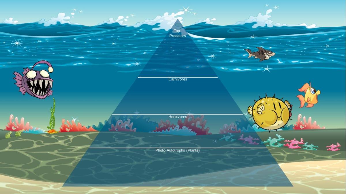 Ocean Ecological Pyramid