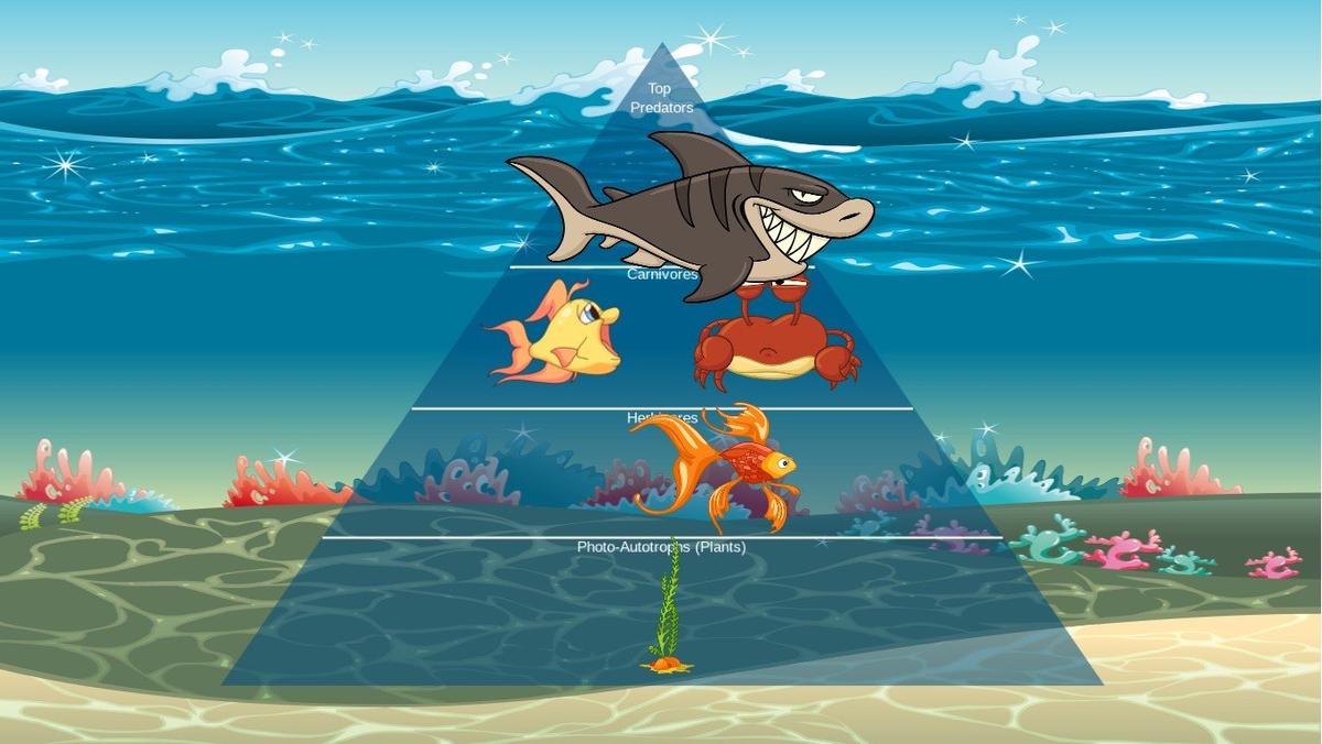 Ocean Ecological Pyramid