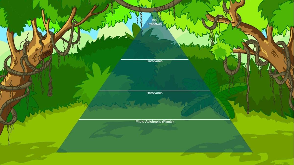 Ocean Ecological Pyramid