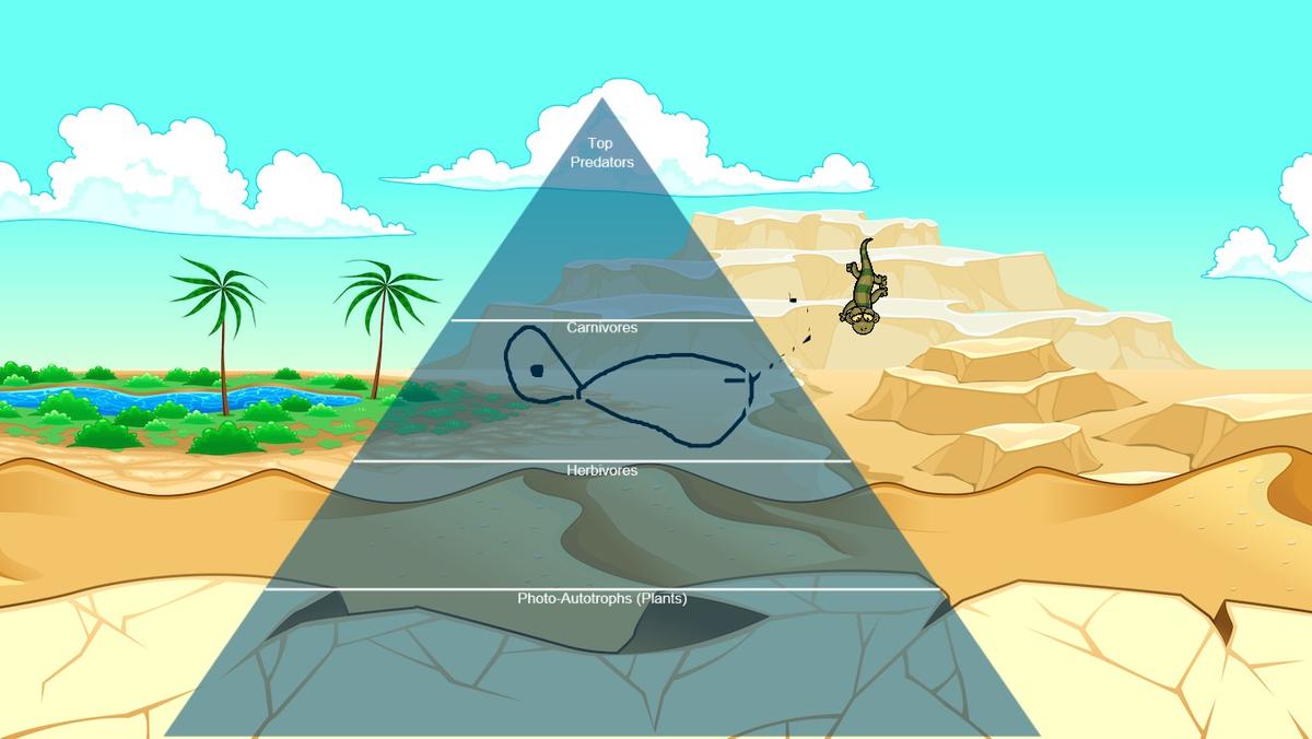 Ocean Ecological Pyramid