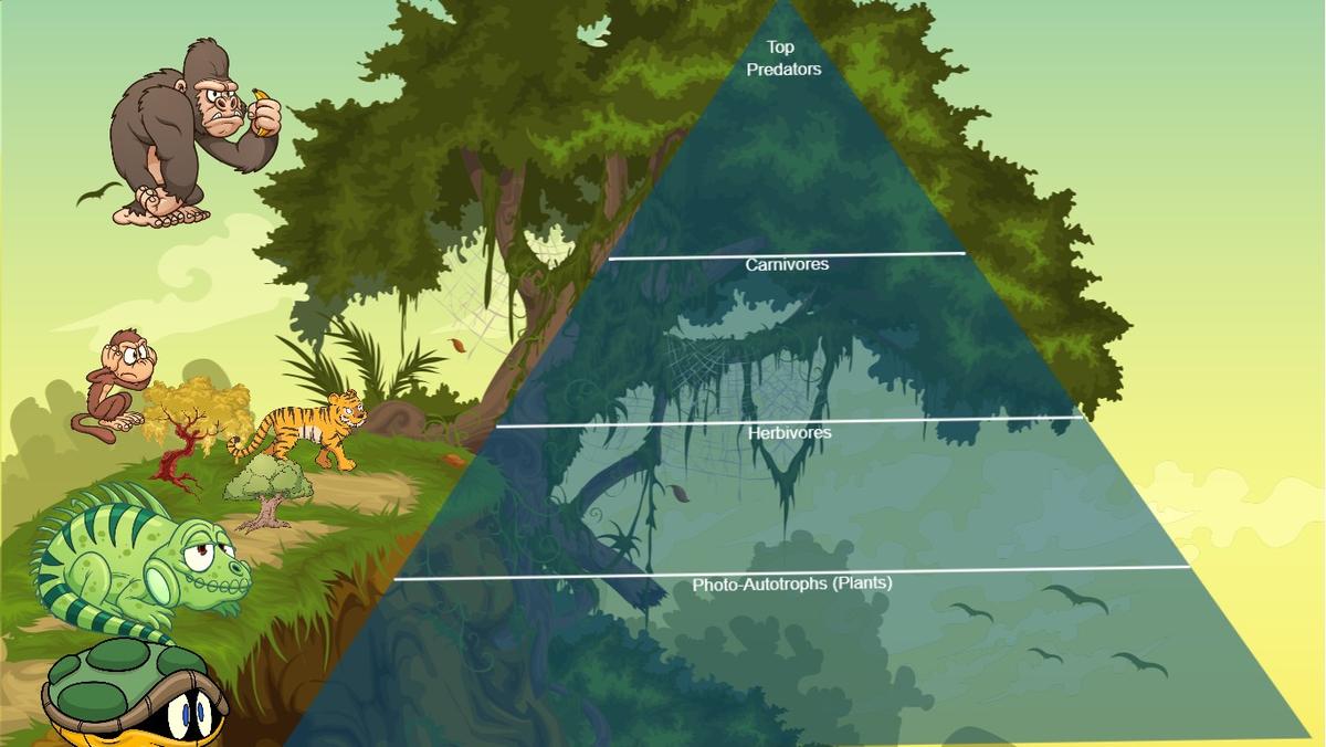 Ocean Ecological Pyramid