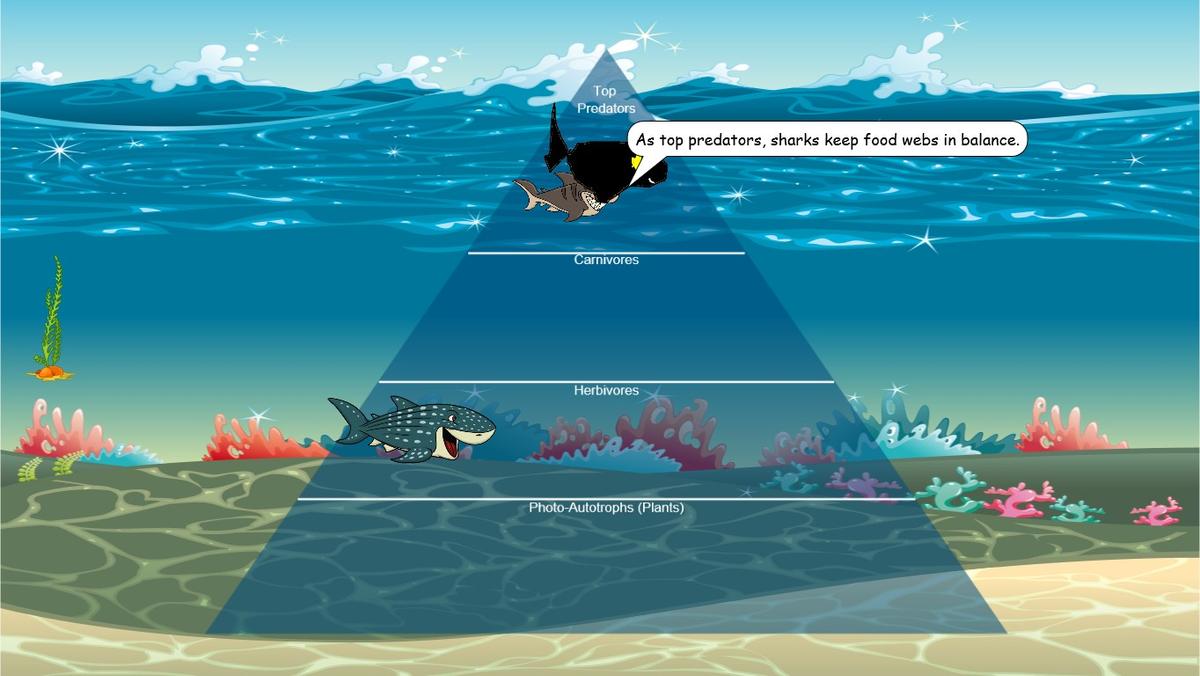 Ocean Ecological Pyramid