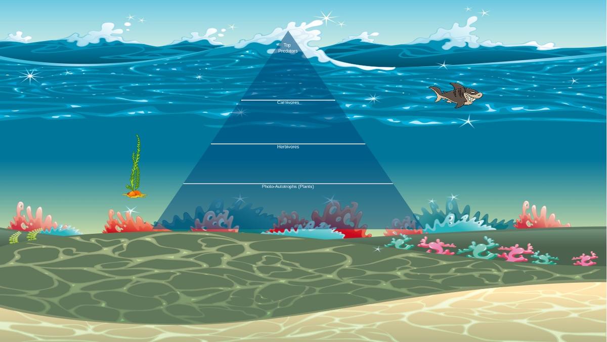 Ocean Ecological Pyramid