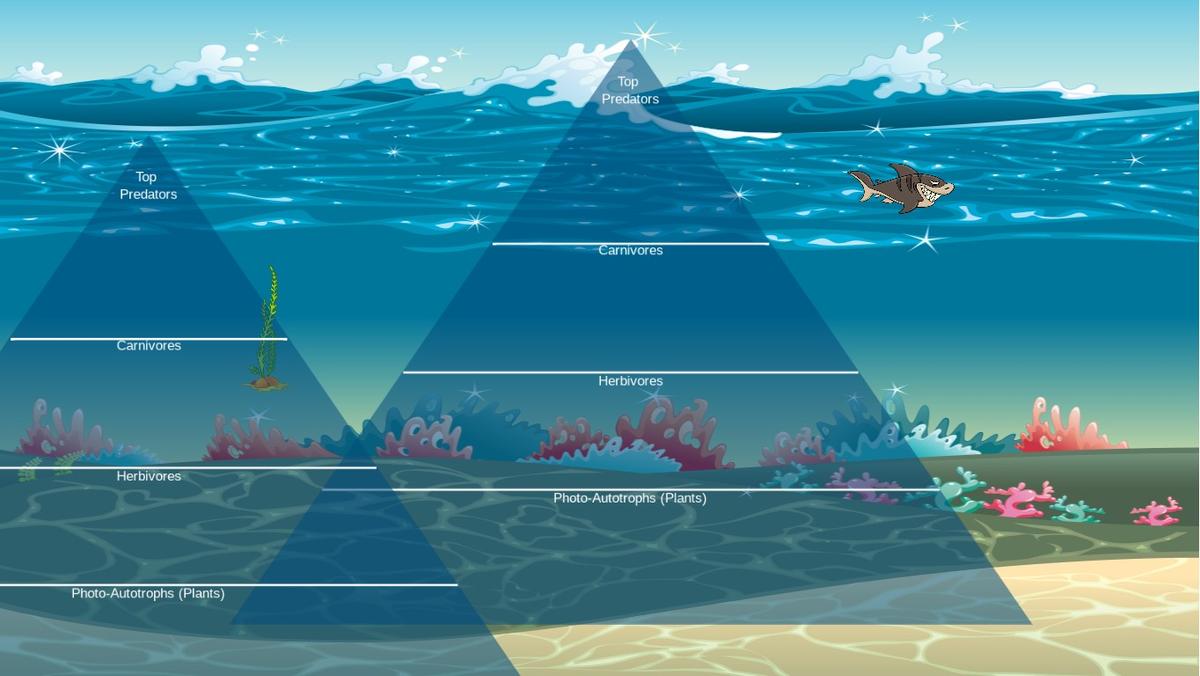 Ocean Ecological Pyramid