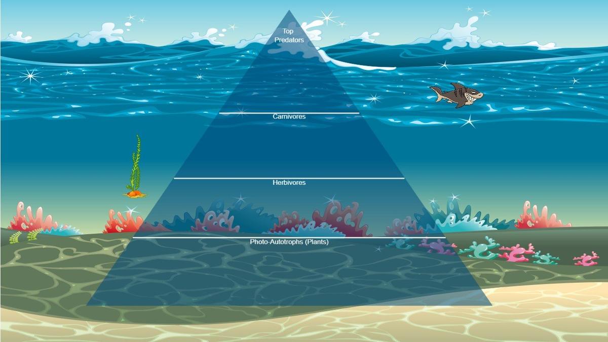 Ocean Ecological Pyramid