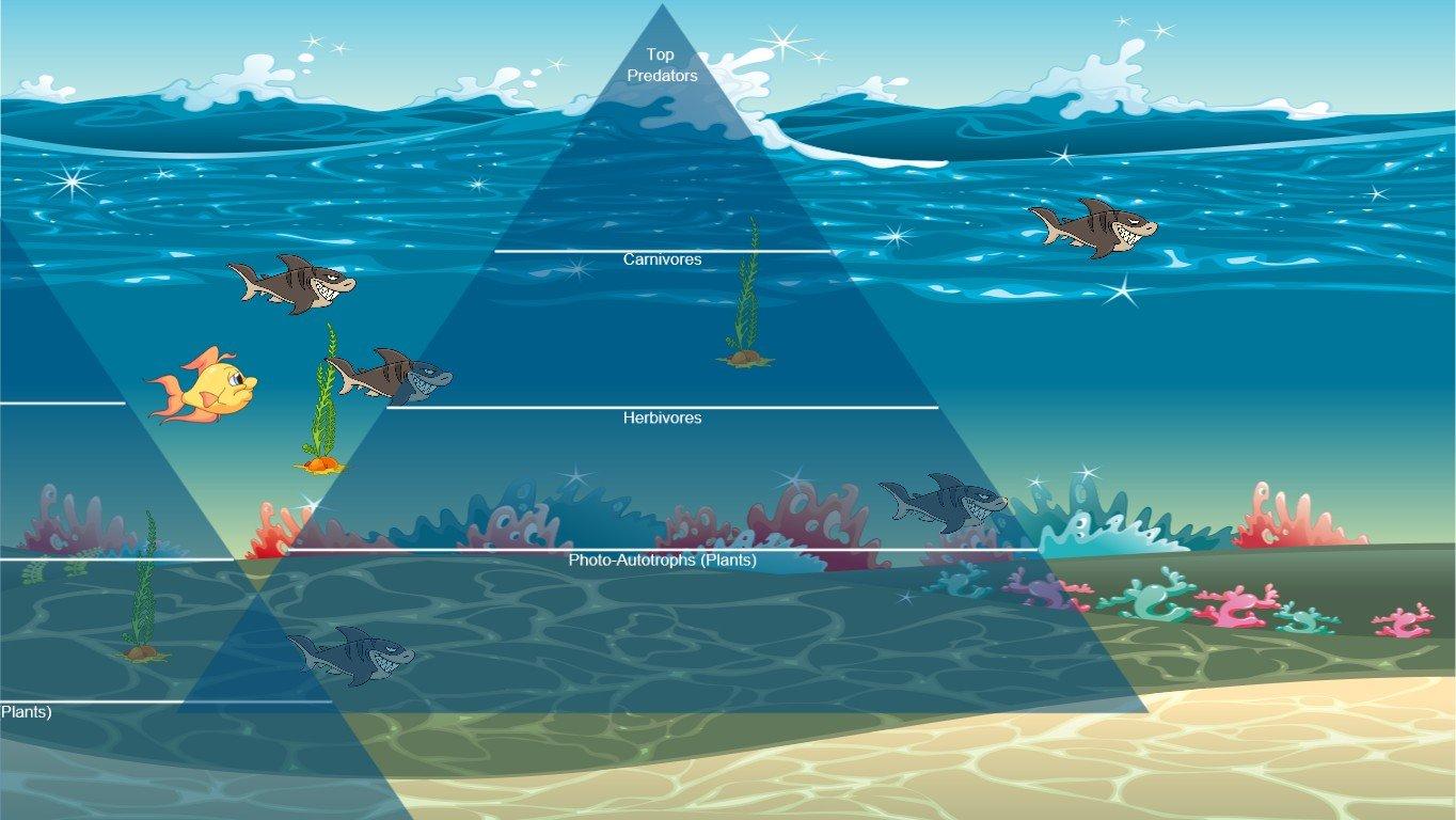 Ocean Ecological Pyramid