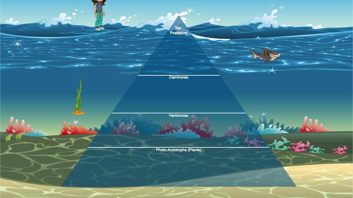 Ocean Ecological Pyramid