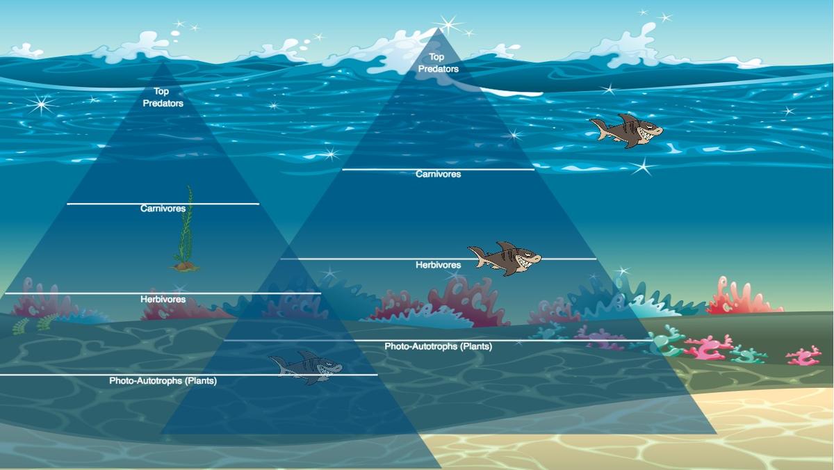 Ocean Ecological Pyramid