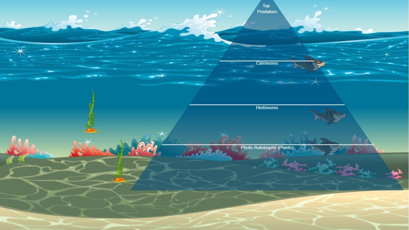 Ocean Ecological Pyramid