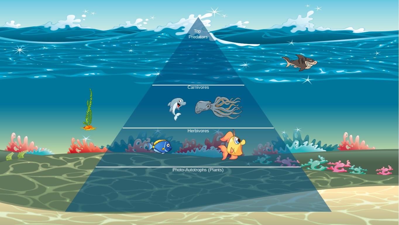 Ocean Ecological Pyramid