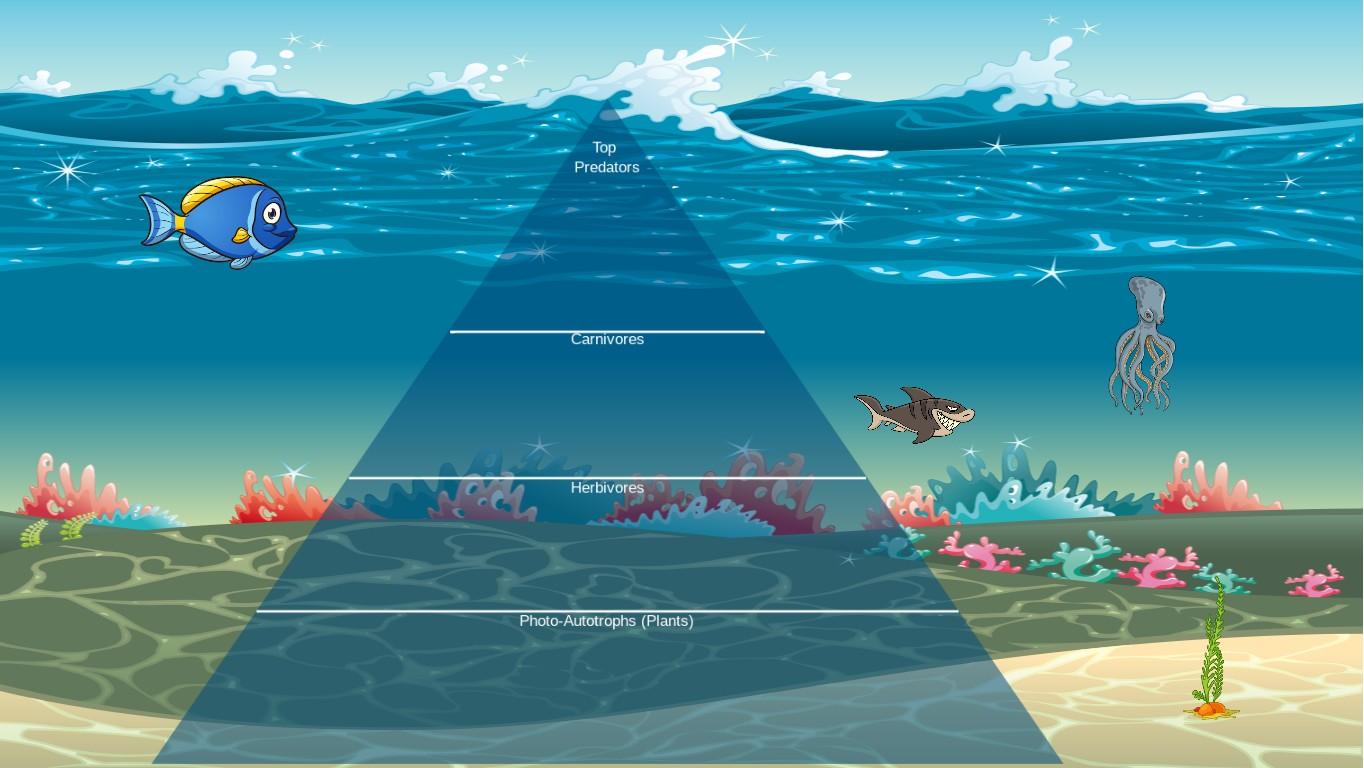 Ocean Ecological Pyramid