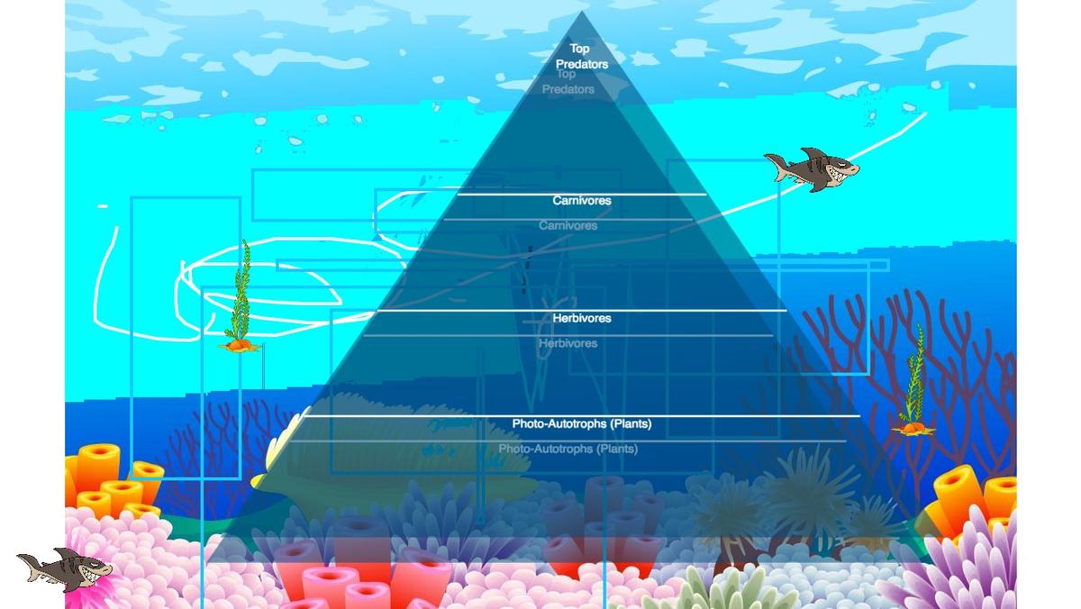 Ocean Ecological Pyramid