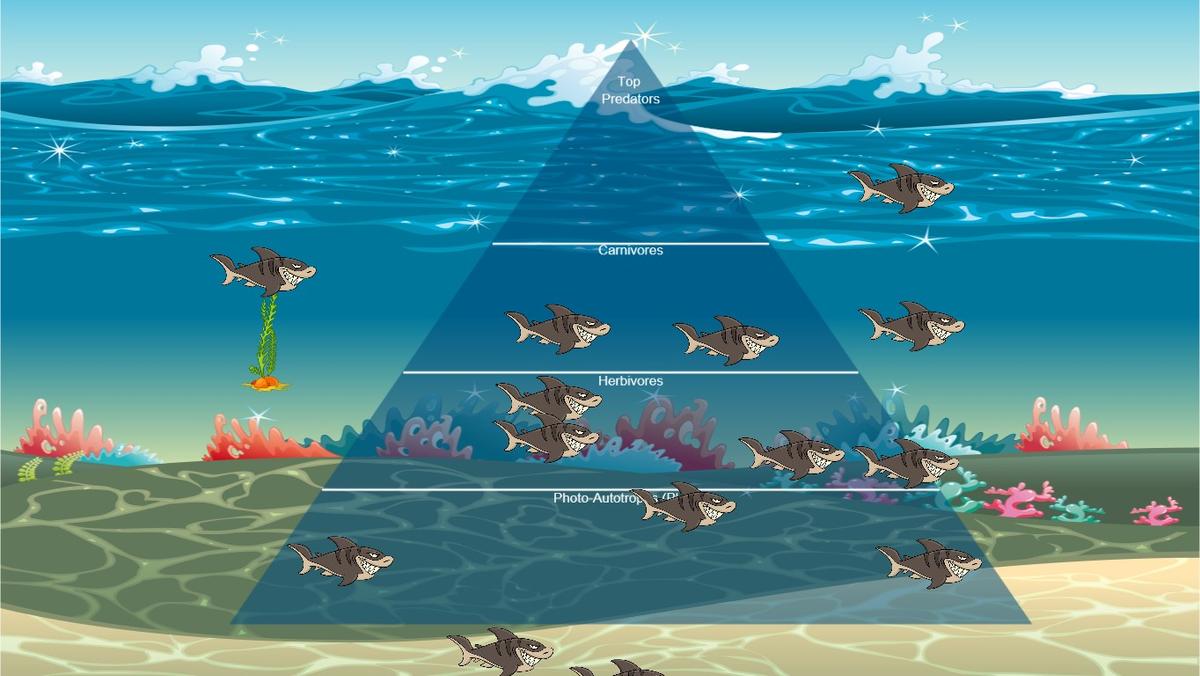 Ocean Ecological Pyramid