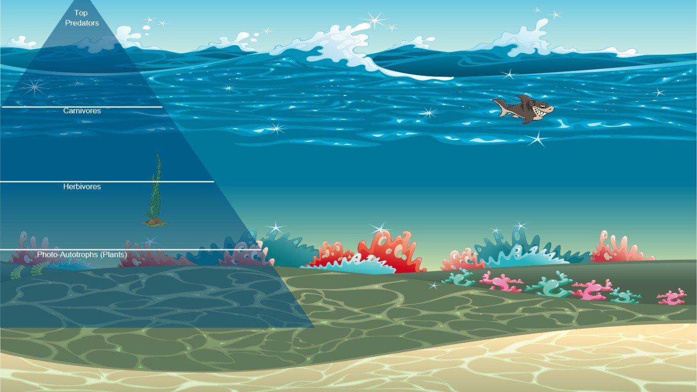 Ocean Ecological Pyramid