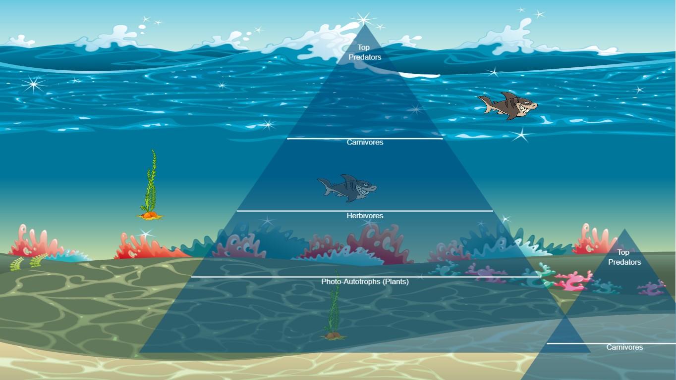 Ocean Ecological Pyramid