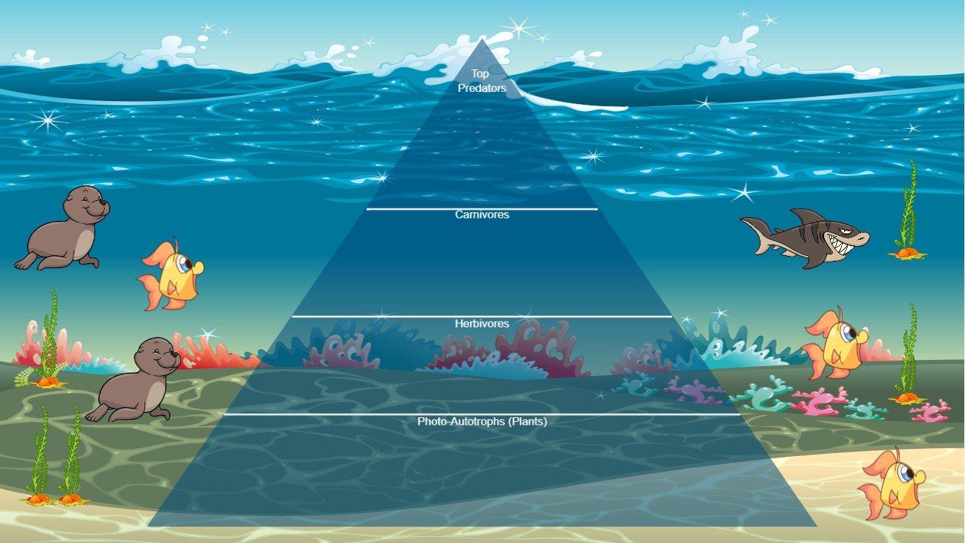 Ocean Ecological Pyramid