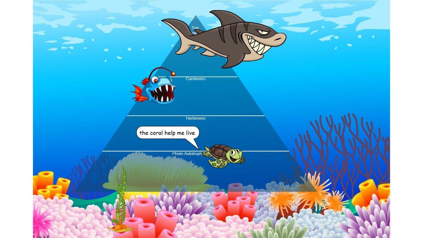 Ocean Ecological Pyramid