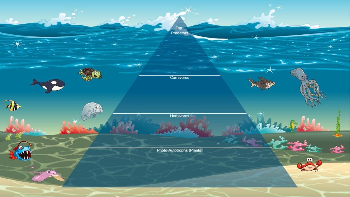 Ocean Ecological Pyramid