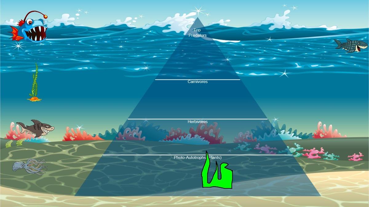 Ocean Ecological Pyramid