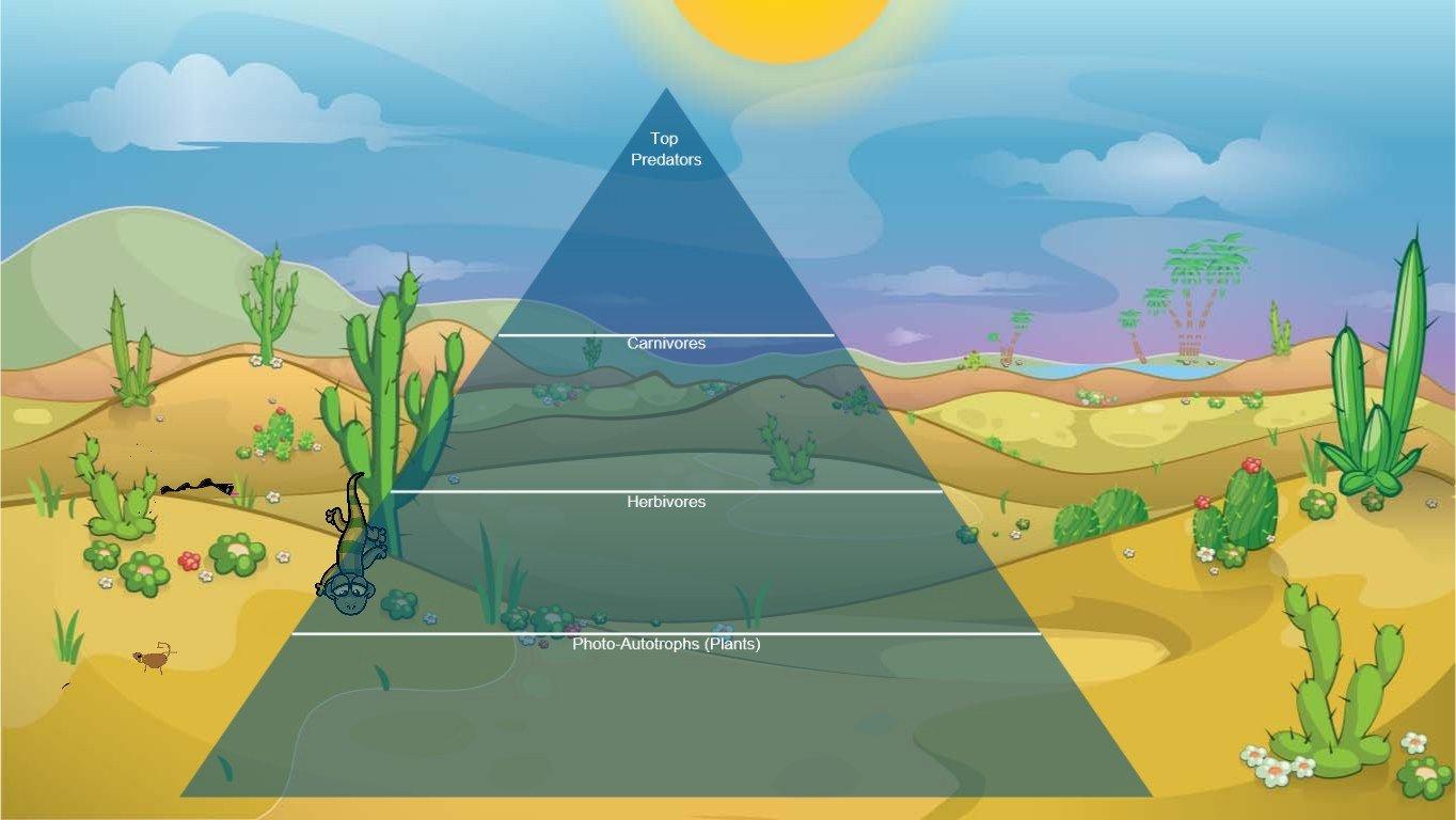 Ocean Ecological Pyramid