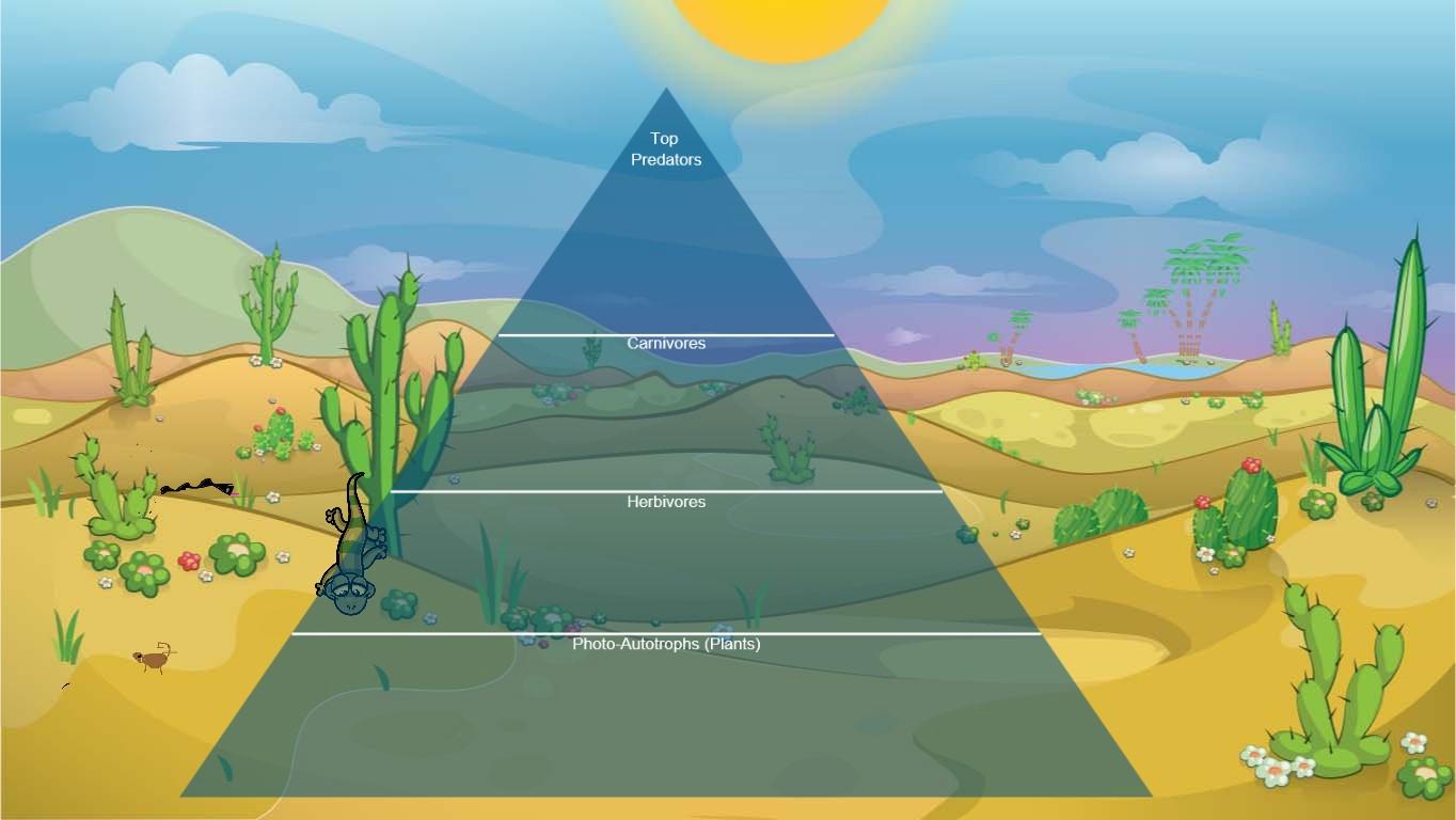 Ocean Ecological Pyramid