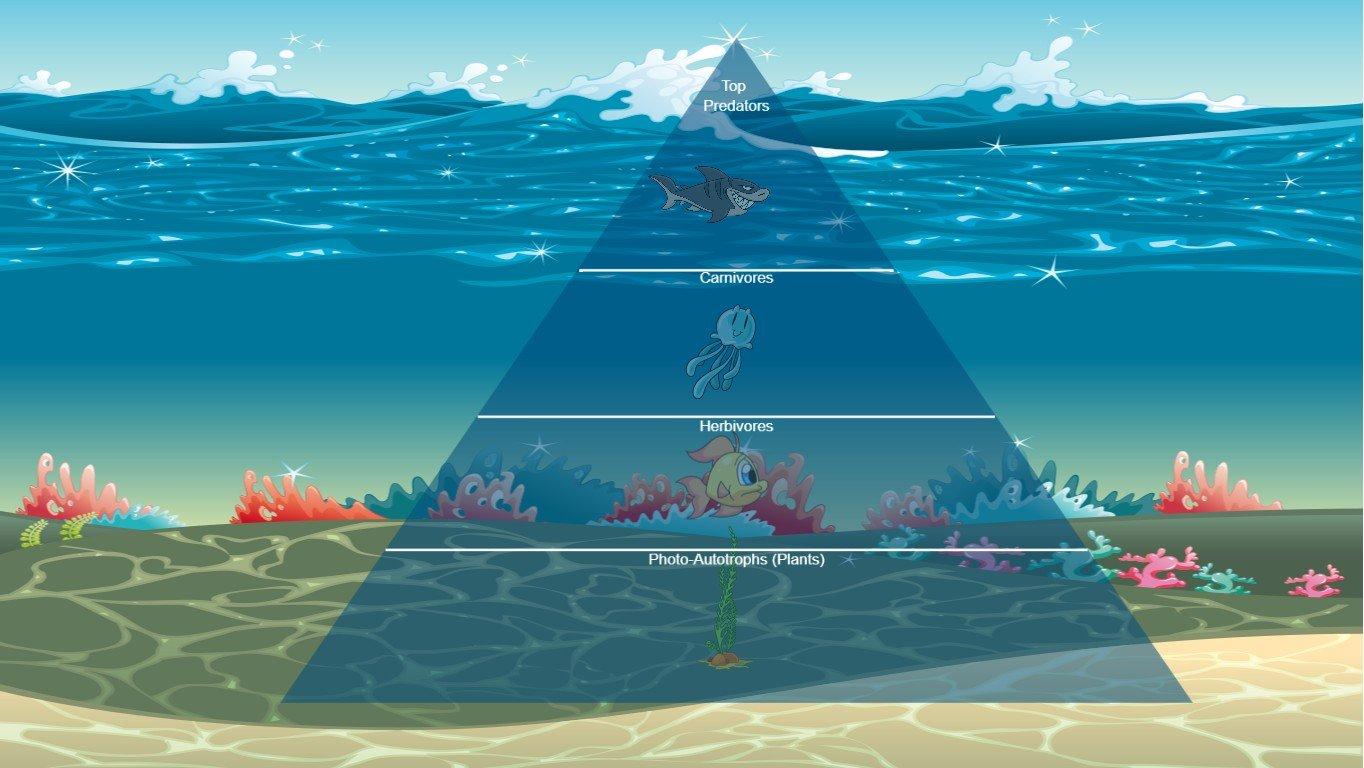 Ocean Ecological Pyramid