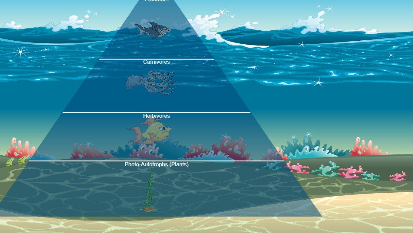 Ocean Ecological Pyramid