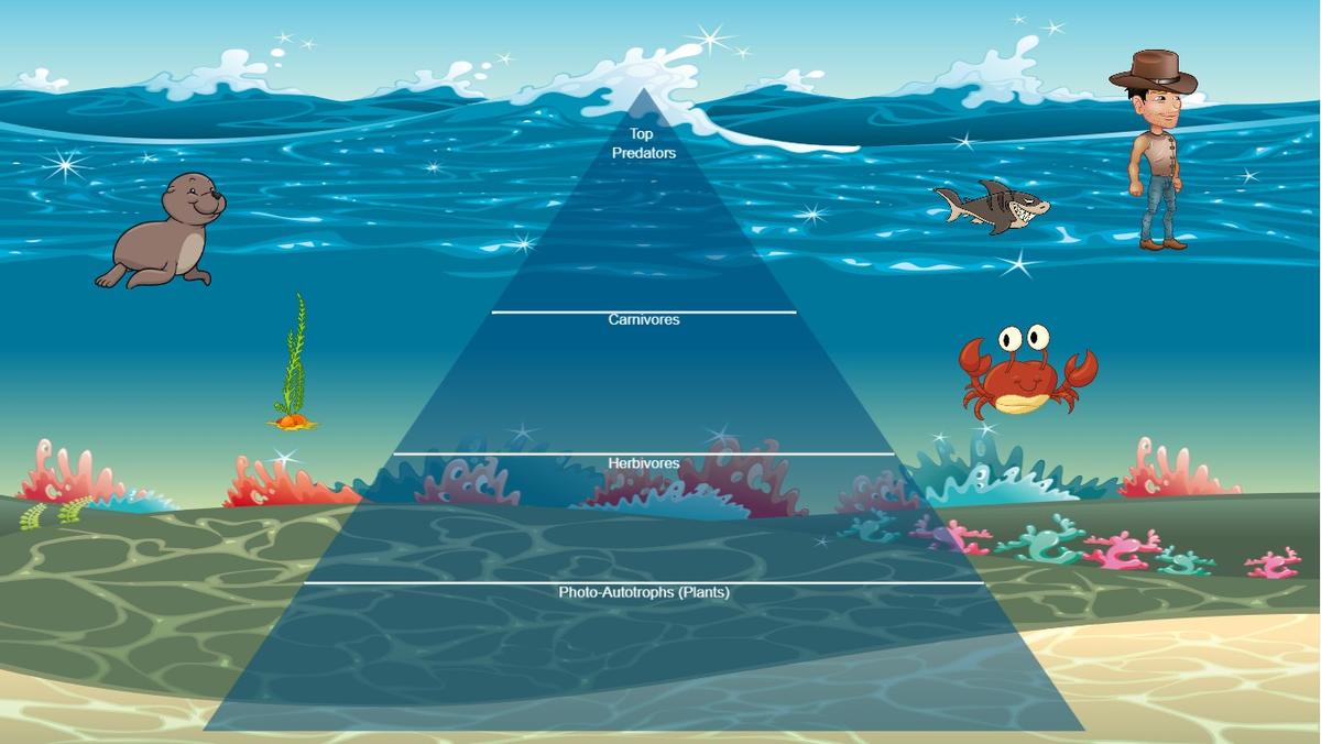 Ocean Ecological Pyramid