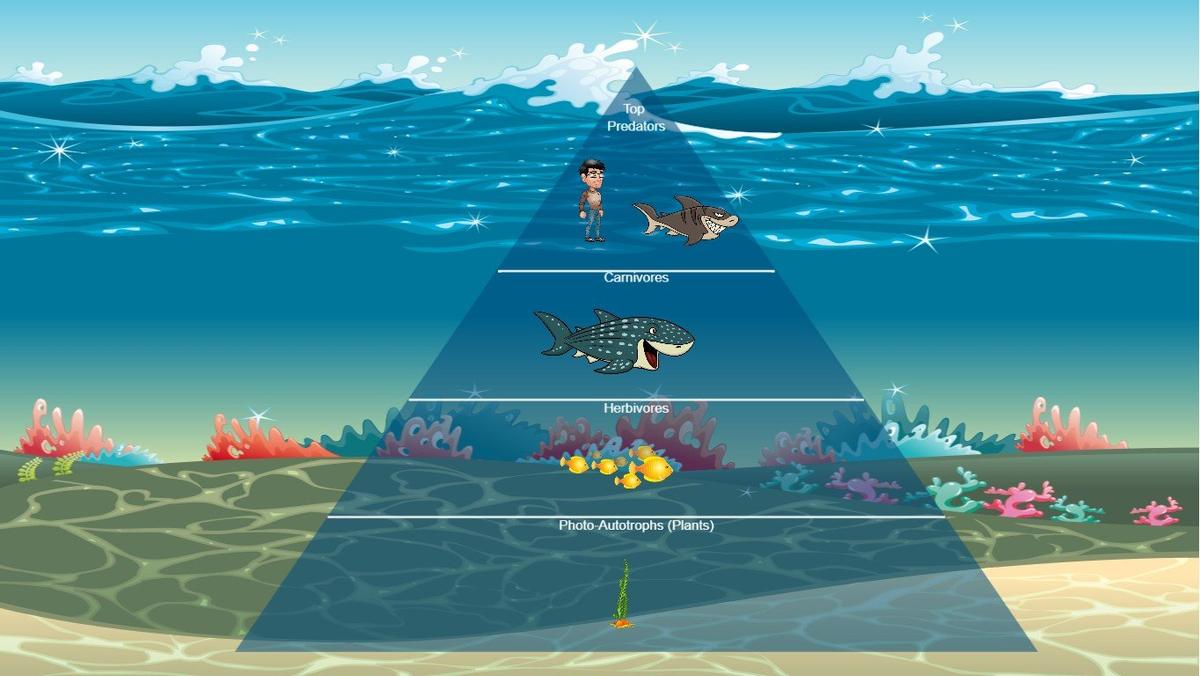 Ocean Ecological Pyramid