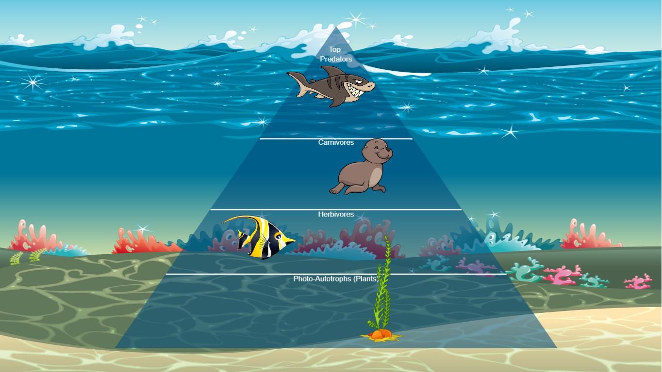 Ocean Ecological Pyramid